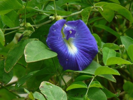 синий чай цветок