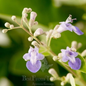 Витекс трифолия  порошок 100 гр