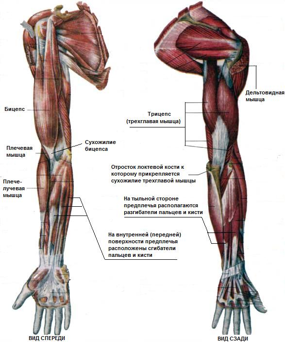 Название сухожилий человека. Мышцы верхней конечности анатомия строение. Мышцы верхней конечности вид спереди анатомия. Атлас Неттера мышцы верхней конечности. Мышцы руки сгибатели анатомия.
