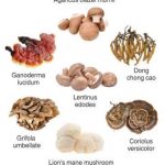 7 лечебных грибов, эффективных при онкологии