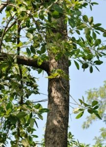 дерево литсея клейкая