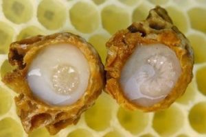 Польза пчелиного маточного молочка из тайланда thumbnail