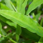Полезные свойства травы-колючки Хи Юм Сentotheca lappacea