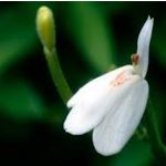 Полезные свойства Ринокантуса. Тайская травка для здоровья кожи